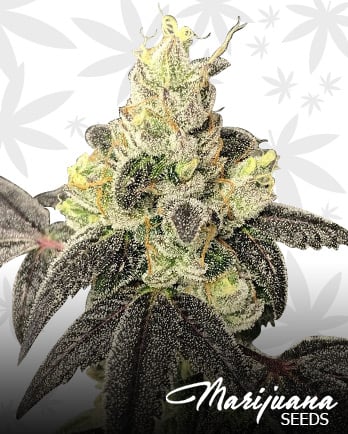 White Truffle Strain