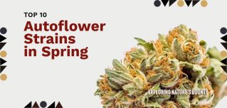 Autoflower Strains