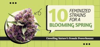Feminized Strains