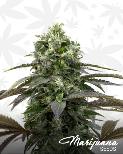 Trump Strain Feminized
