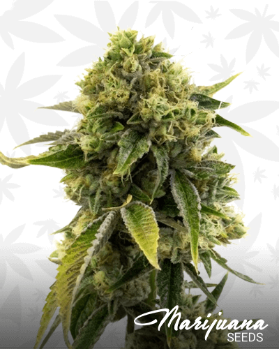 Orange Face Assassin Strain