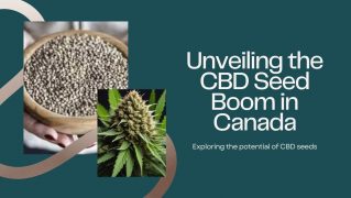CBD Seeds in Canada