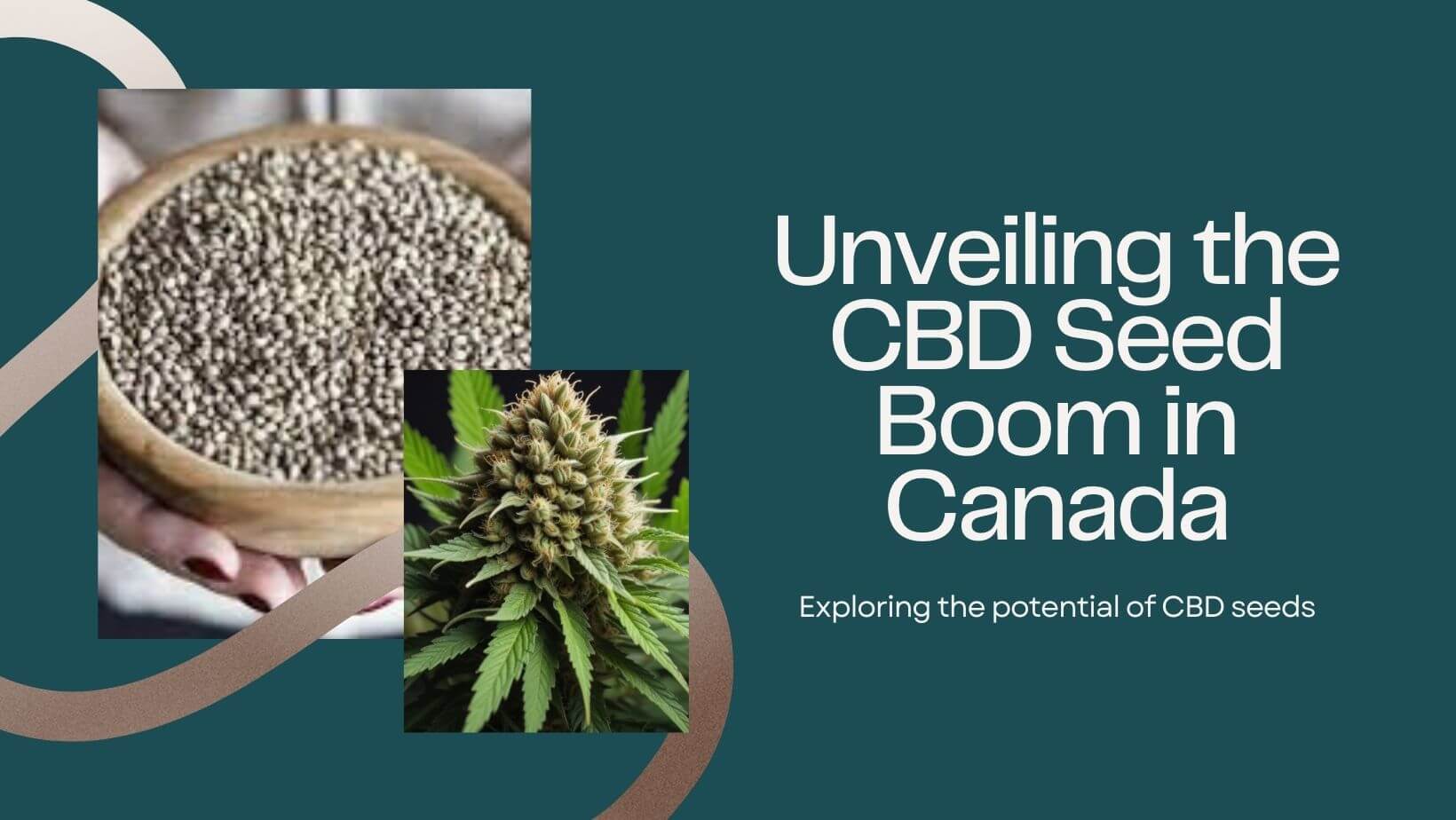 CBD Seeds in Canada