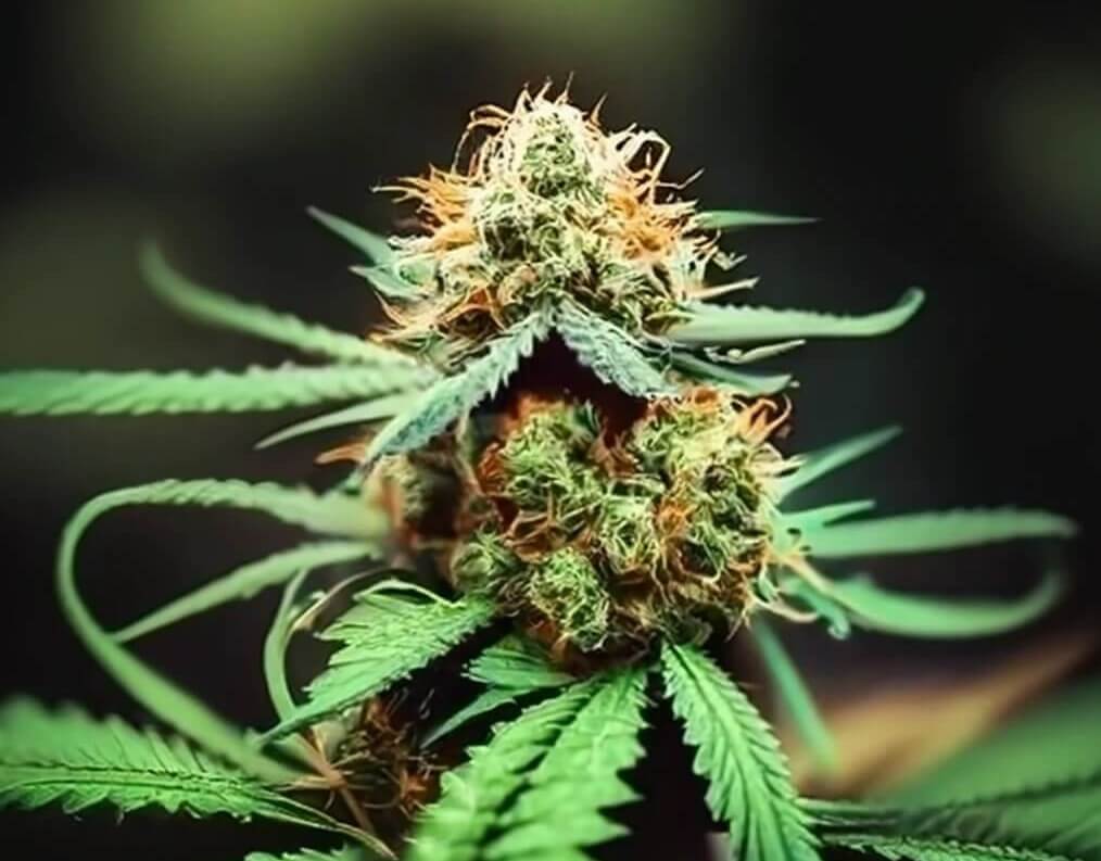 Top Marijuana Strains