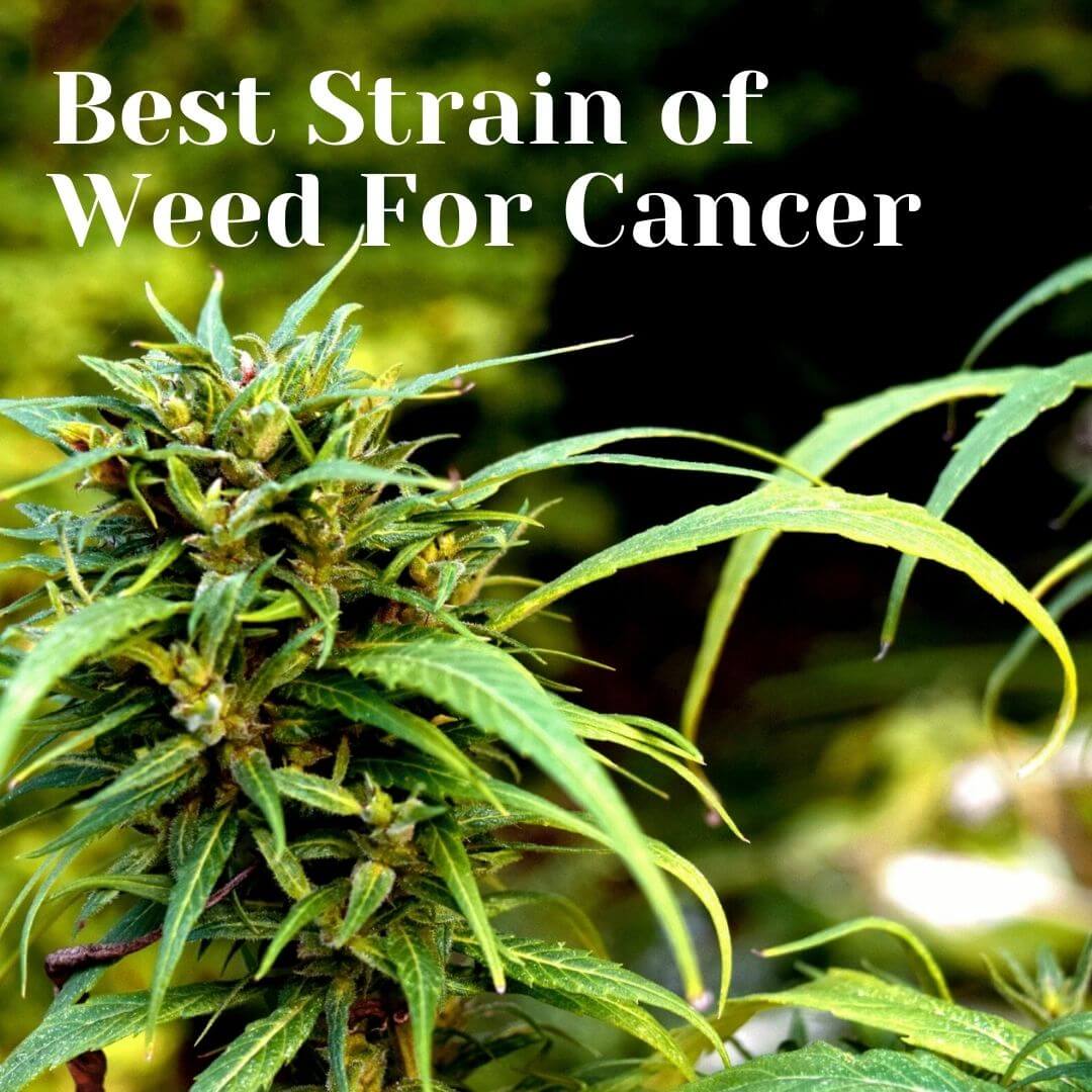 Best Strain of Weed For Cancer