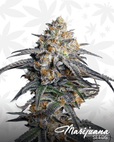 Cookie Crumble Strain