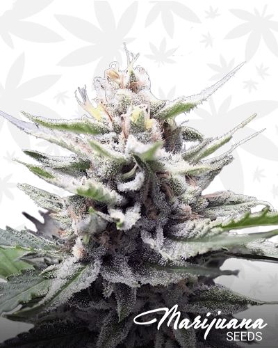 Honey Banana Strain