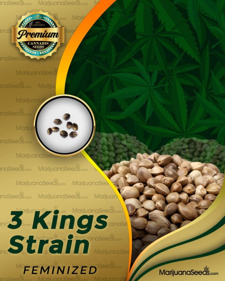 3 Kings Strain Feminized Marijuana Seeds
