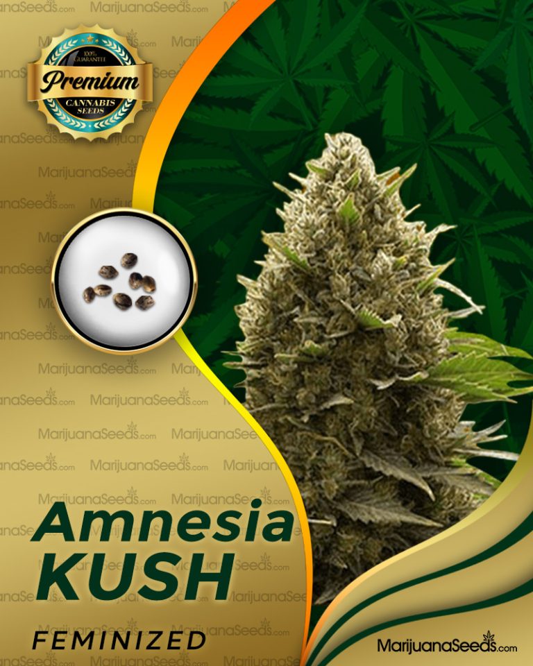 Amnesia Kush
