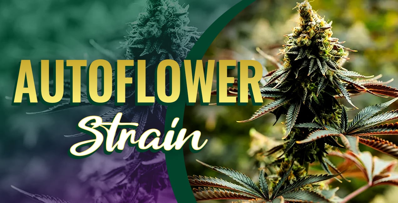 Autoflowering Cannabis Seeds