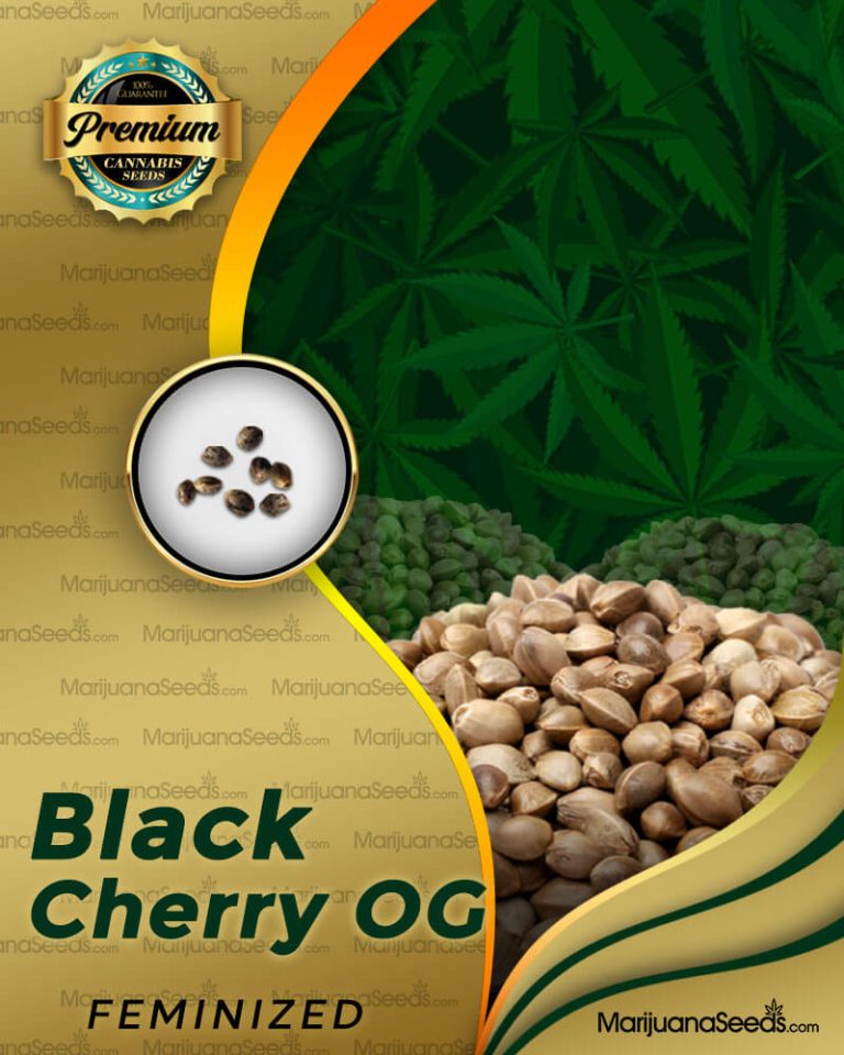 Black Cherry OG Strain Feminized Marijuana Seeds