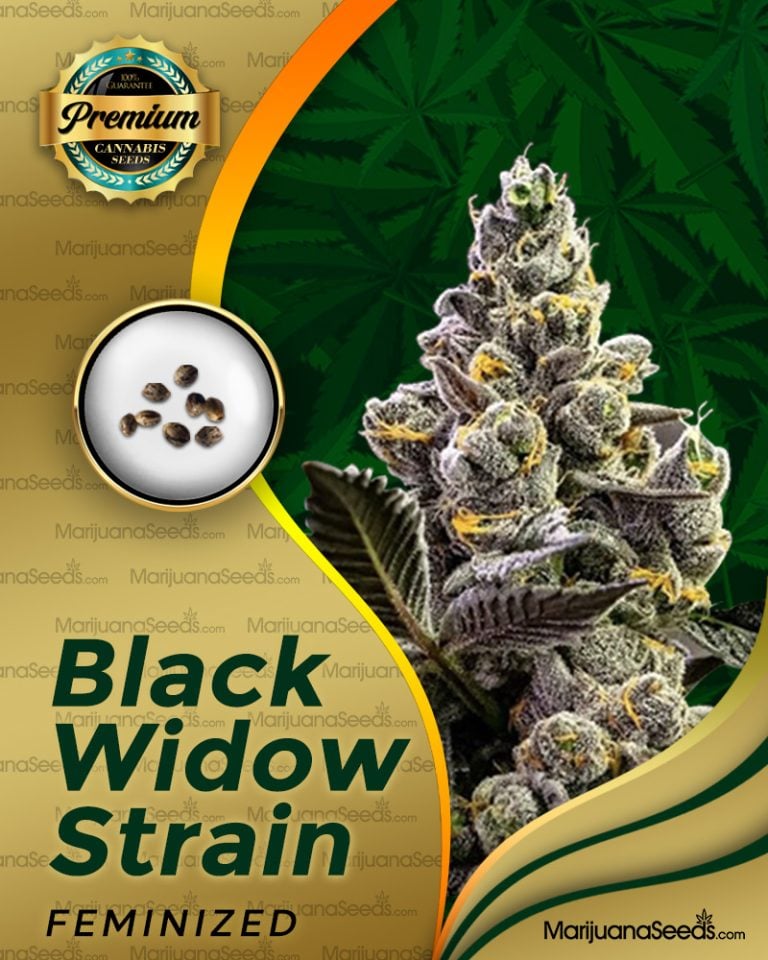 Black Widow