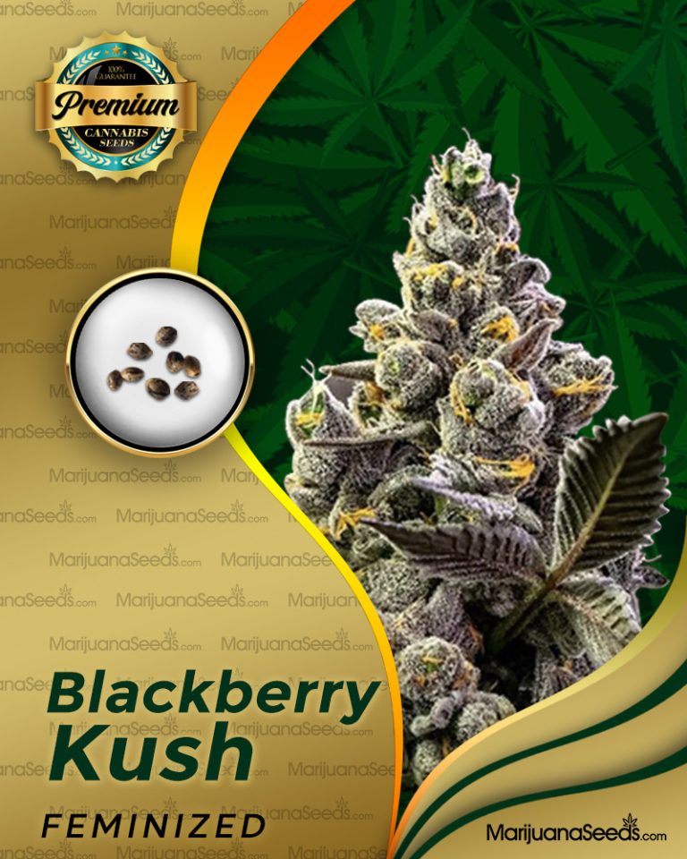 Blackberry Kush