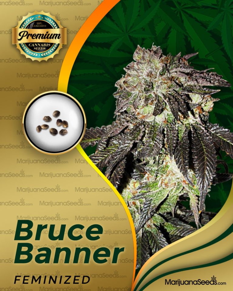Bruce Banner