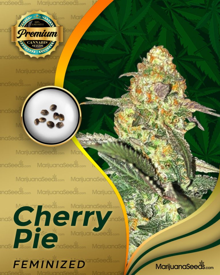 Cherry Pie