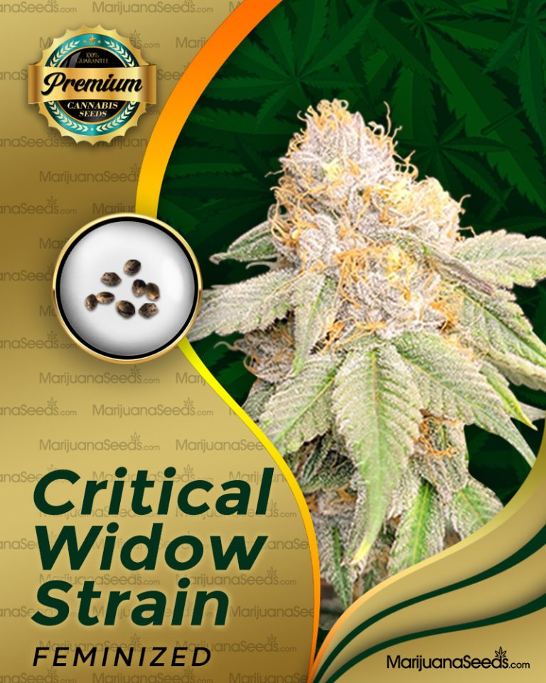 Critical Widow