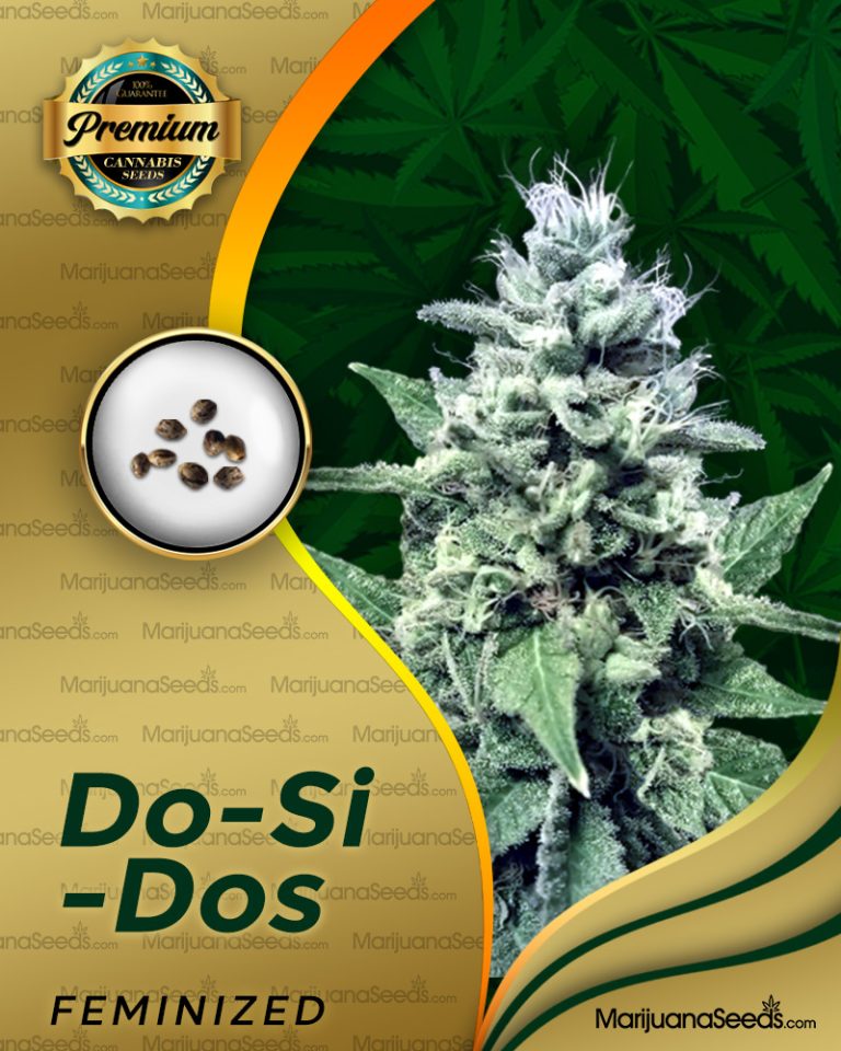 Do-Si-Dos Strain