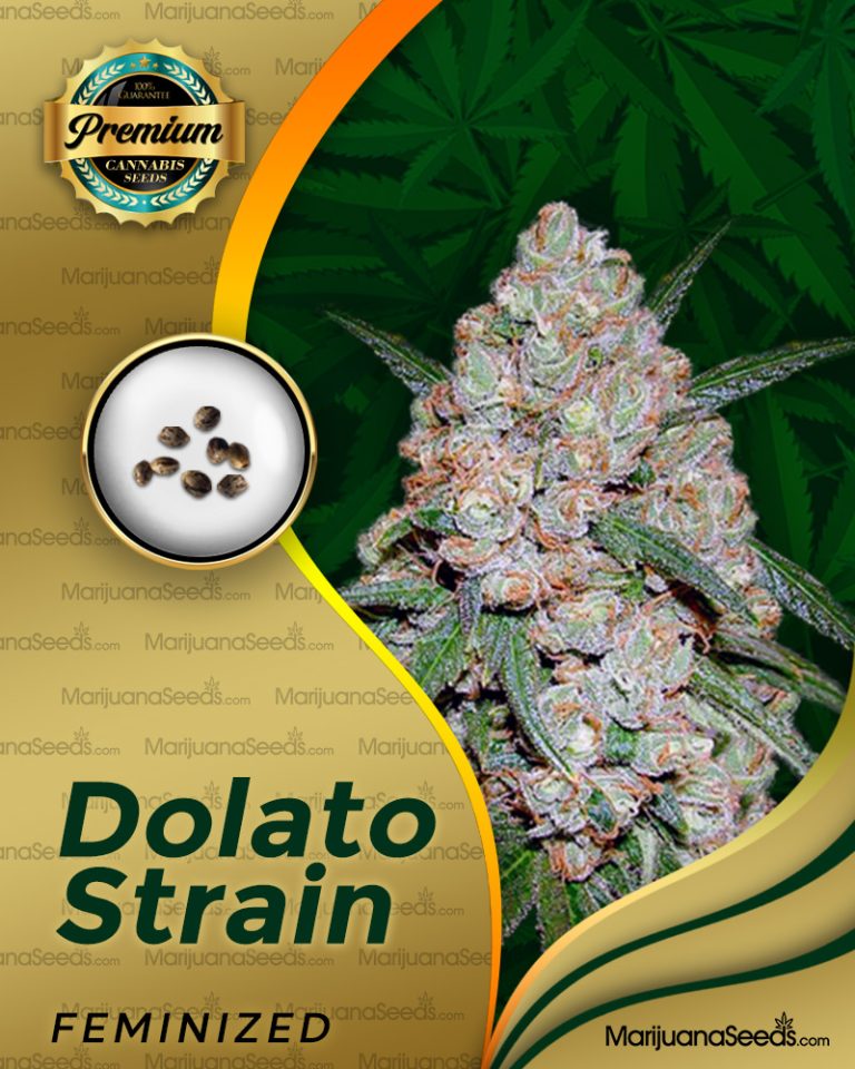 Dolato Strain