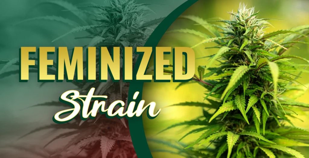 Feminized Cannabis Seeds
