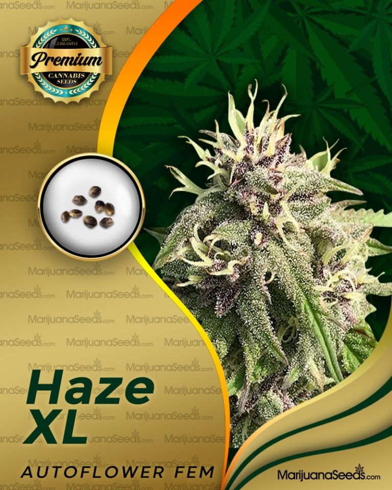 Haze XL