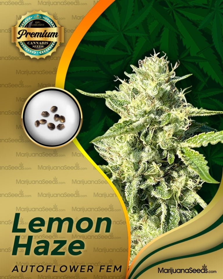 Lemon Haze
