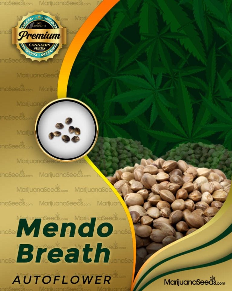 Mendo Breath Strain Autoflowering Marijuana Seeds