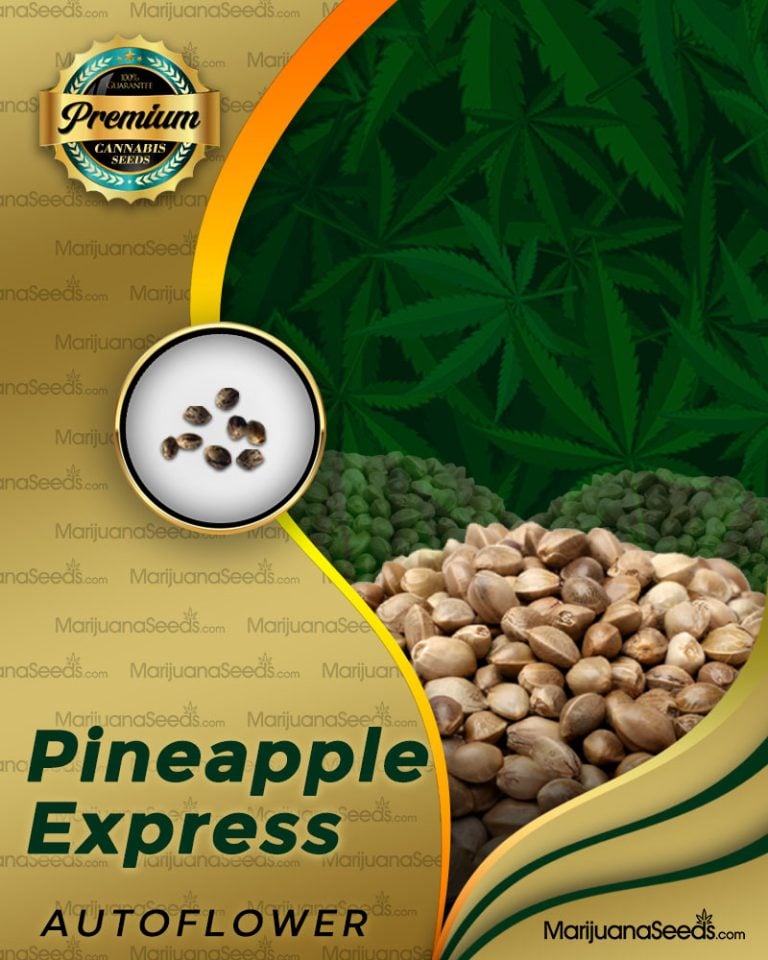 Pineapple Express Strain Autoflowering Marijuana Seeds