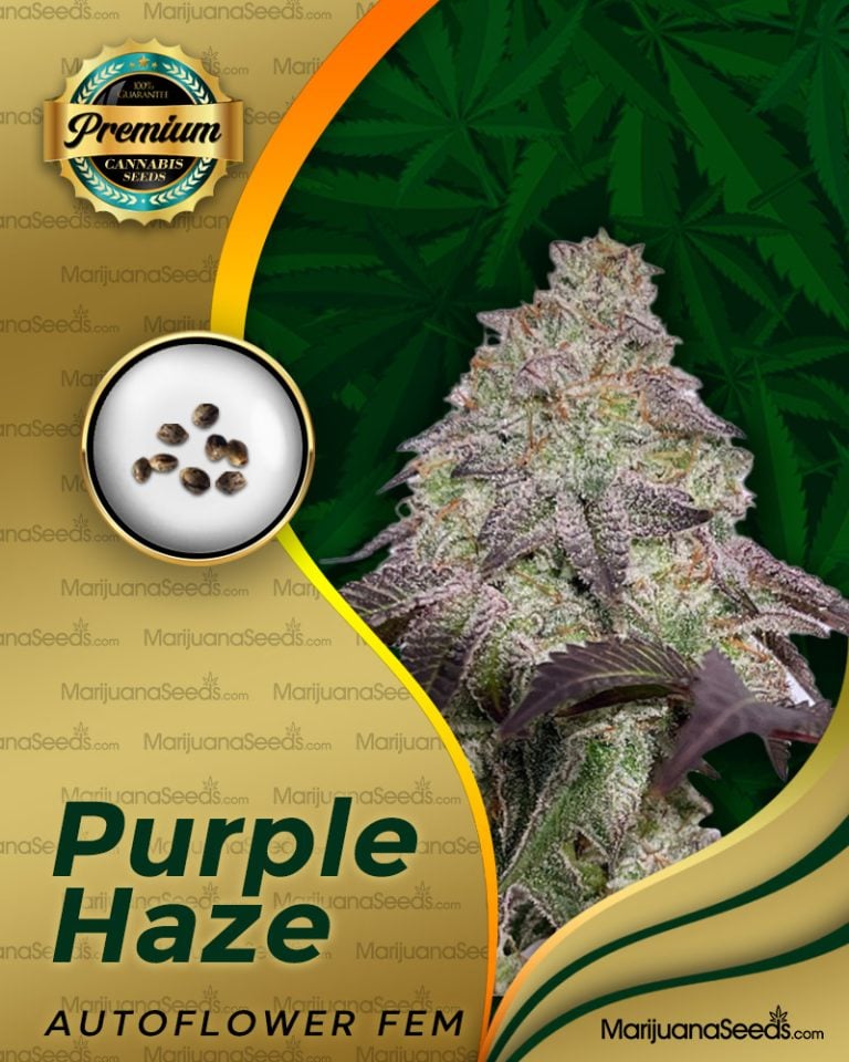 Purple Haze