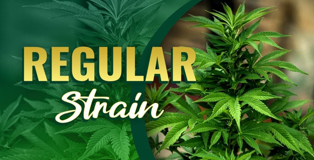 Regular Strains