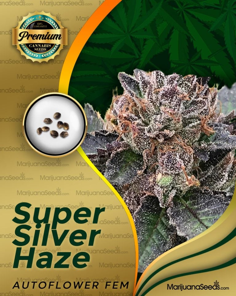 Super Silver Haze