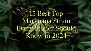 Top Marijuana Strain