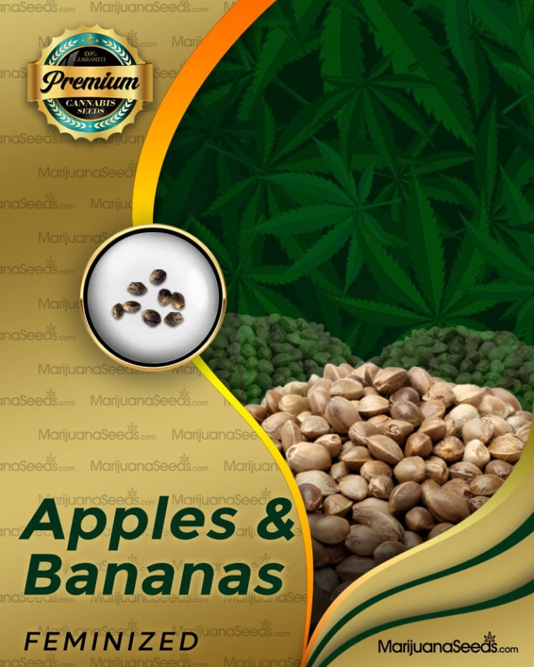 Apples and Bananas Strain