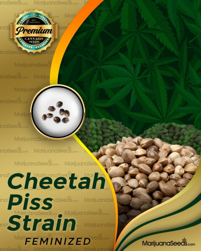 Cheeta Piss Strain