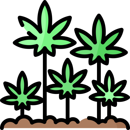 Strain Parents