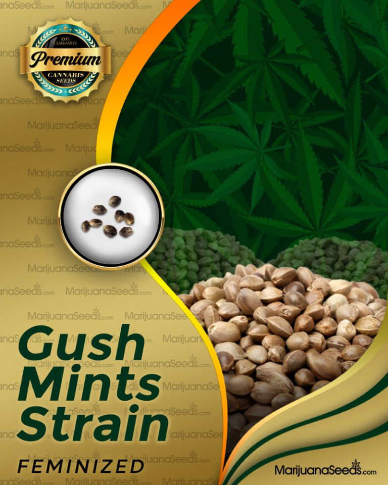 Gush Mints Strain
