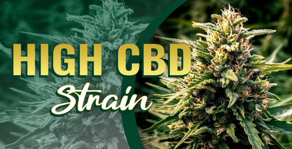 High CBD Marijuana Seeds