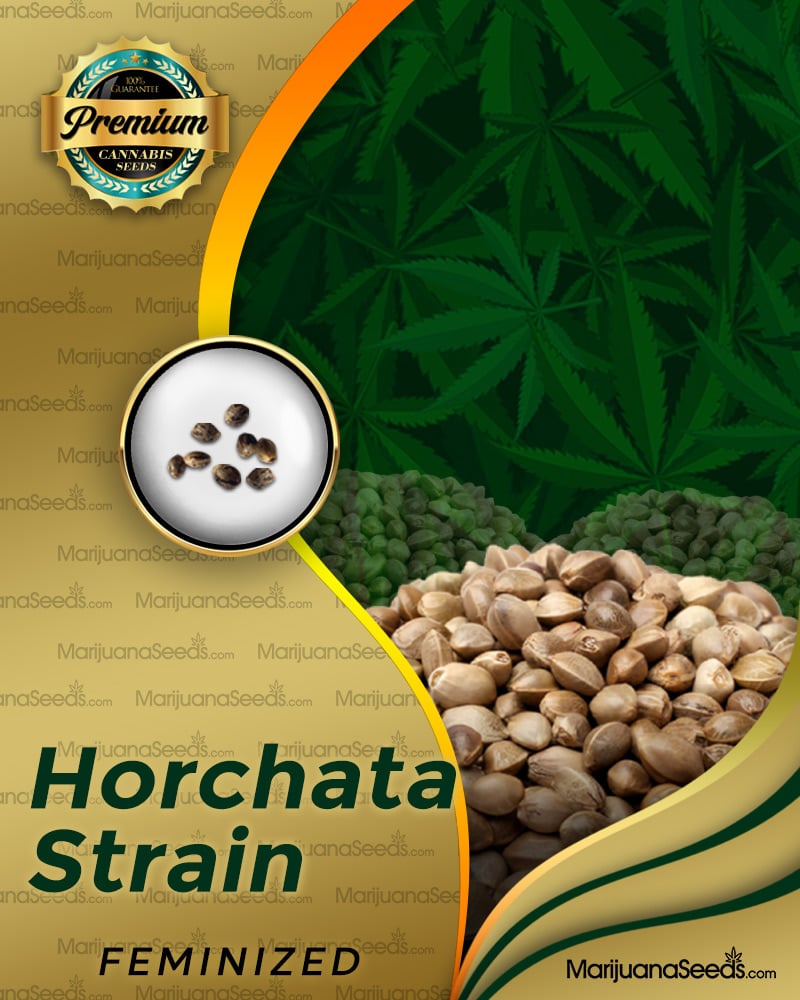 Horchata Strain Feminized Marijuana Seeds | Marijuana Seeds
