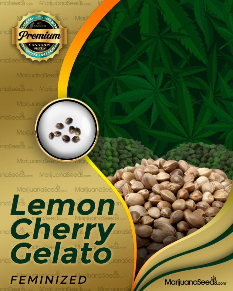 lemon Cherry Gelato Strain