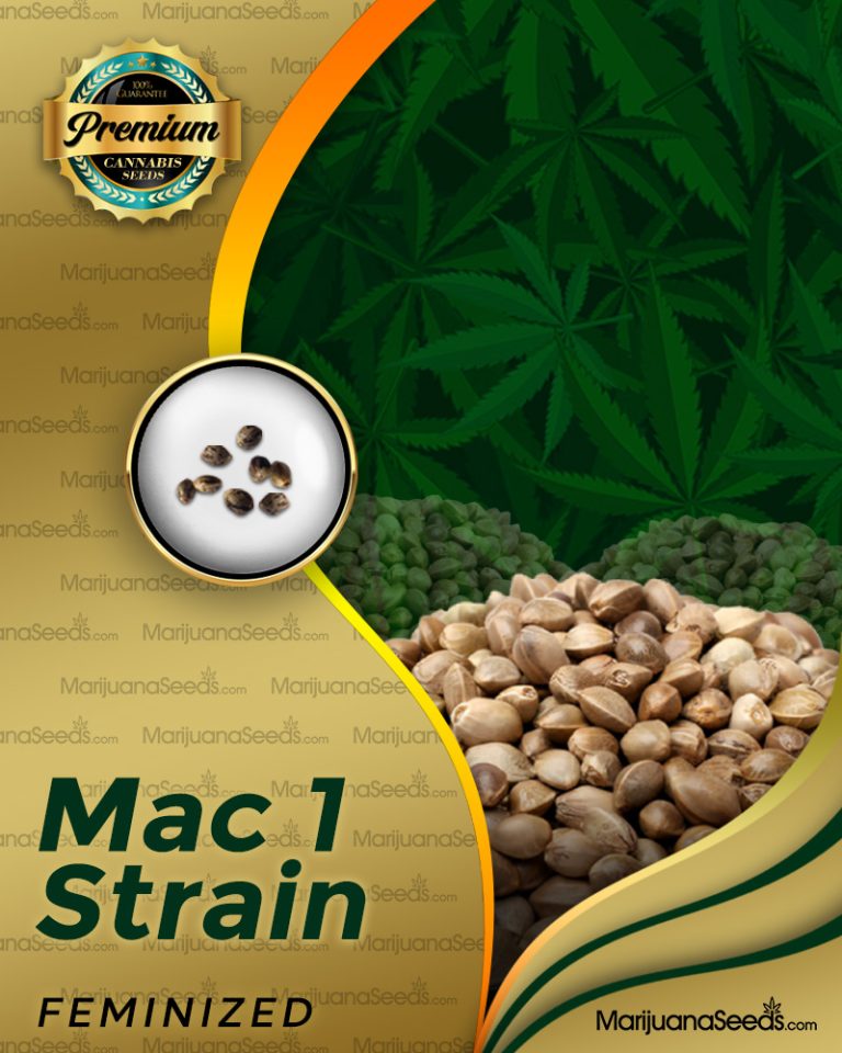 Mac 1 Strain