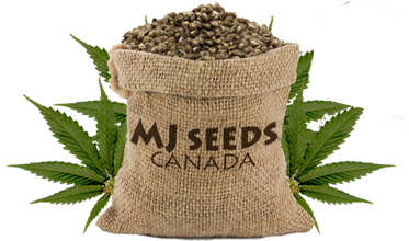 MJSeedsCanada