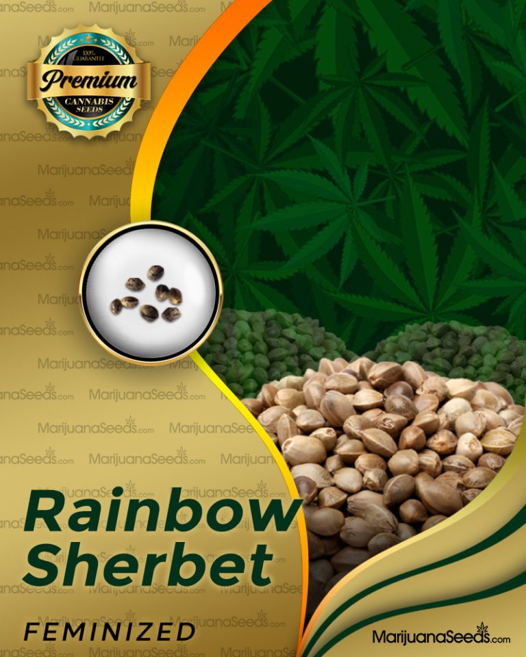 Rainbow Sherbet Strain