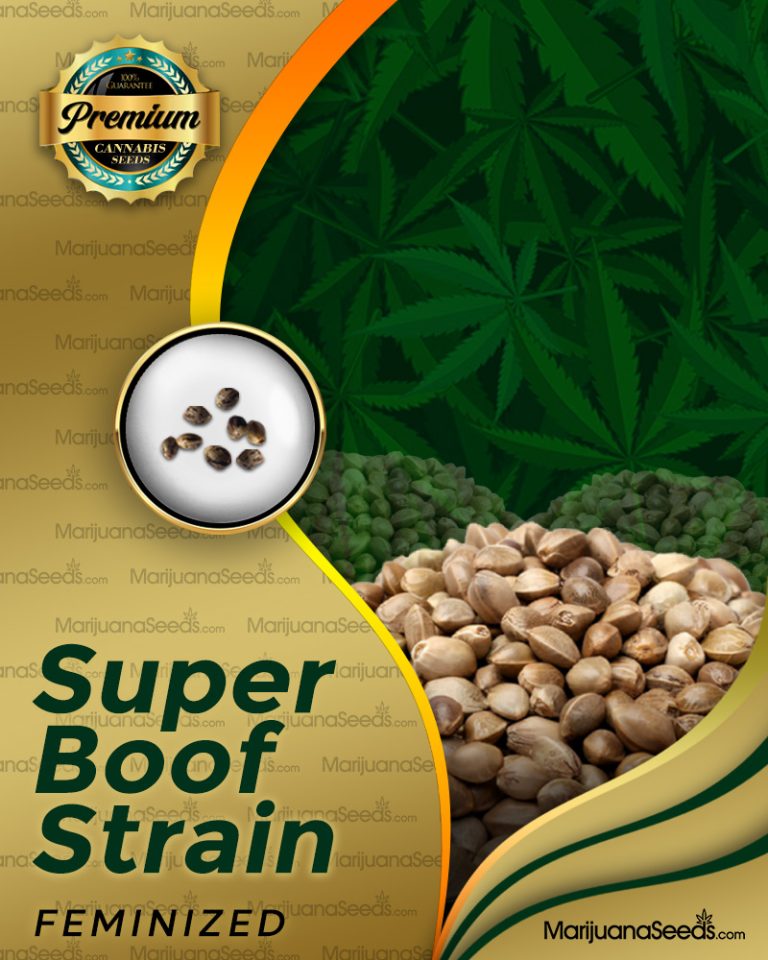 Super Boof Strain