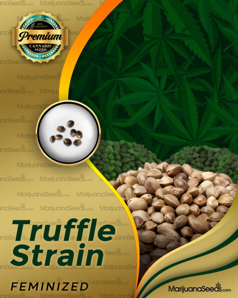 Truffle Strain