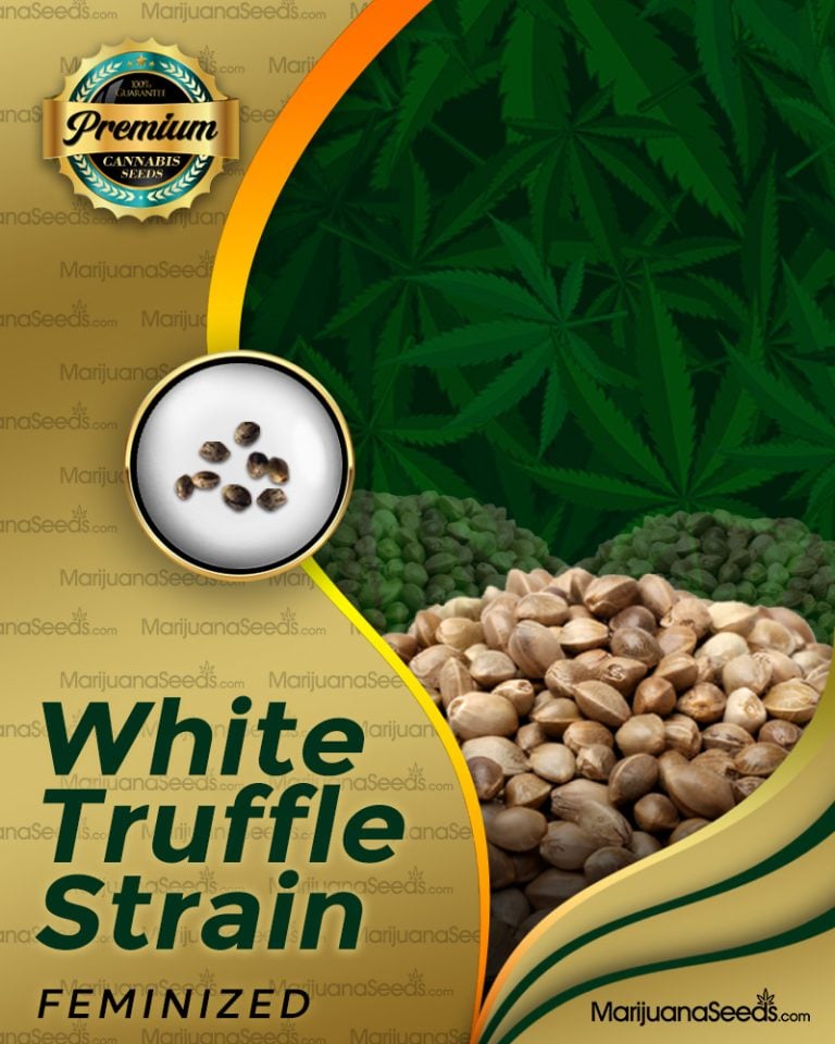 White Truffle Strain
