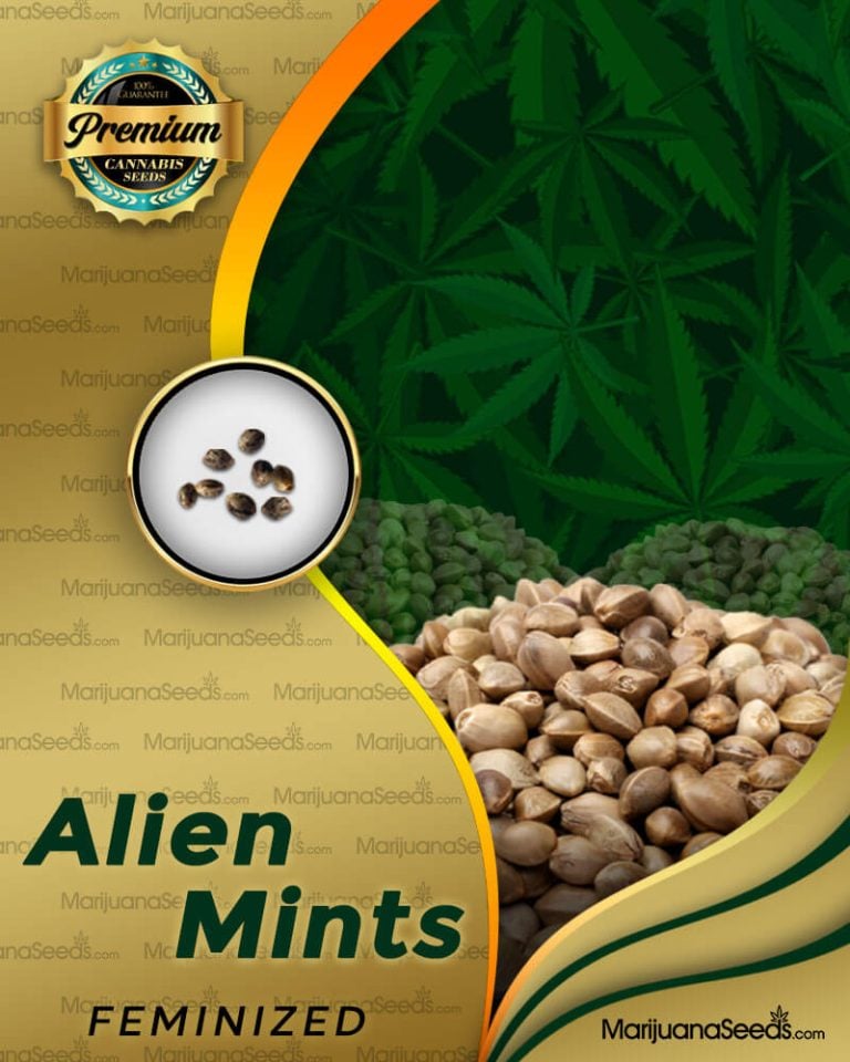 Alien Mints Strain Feminized Marijuana Seeds