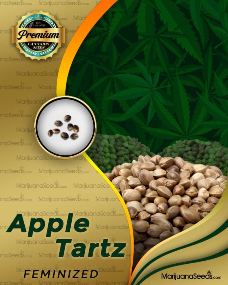 Apple Tartz Strain Feminized Marijuana Seeds