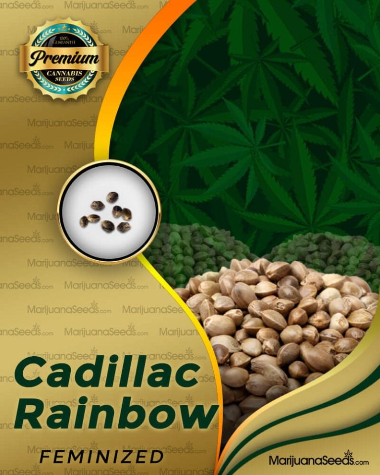 Cadillac Rainbow Strain Feminized Marijuana Seeds
