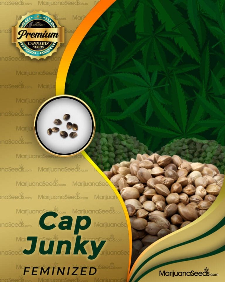Cap Junky Strain Feminized Marijuana Seeds