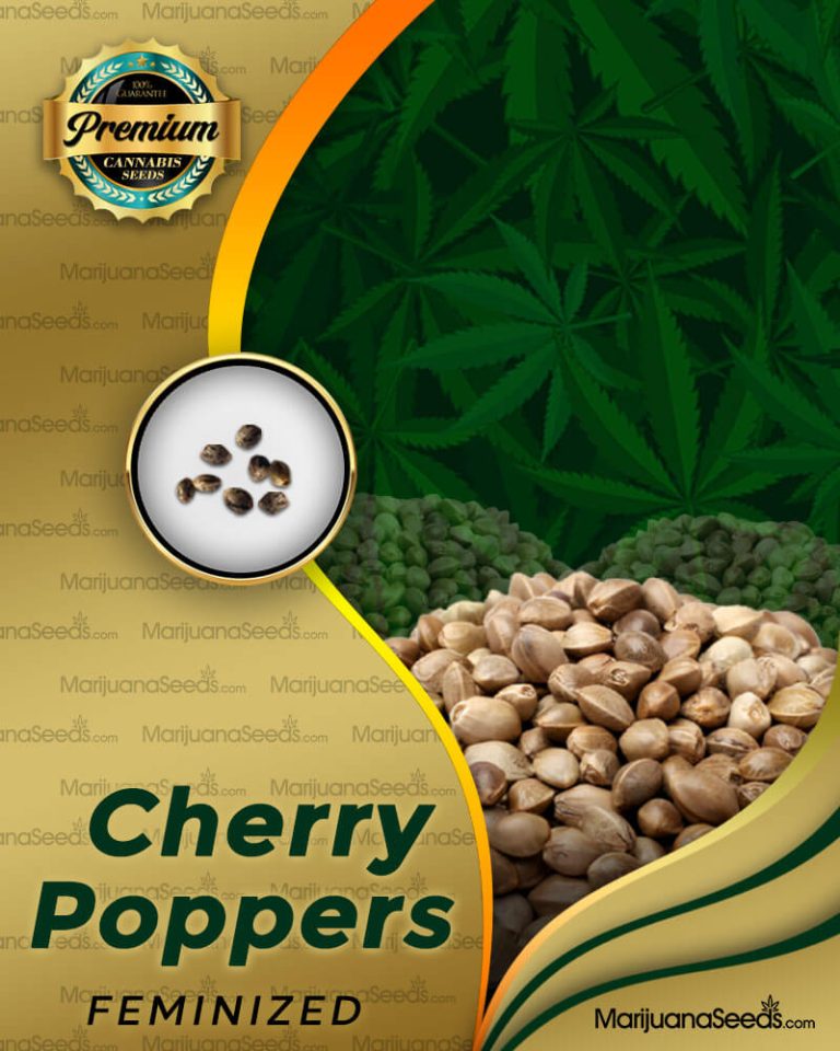 Cherry Poppers Strain Feminized Marijuana Seeds