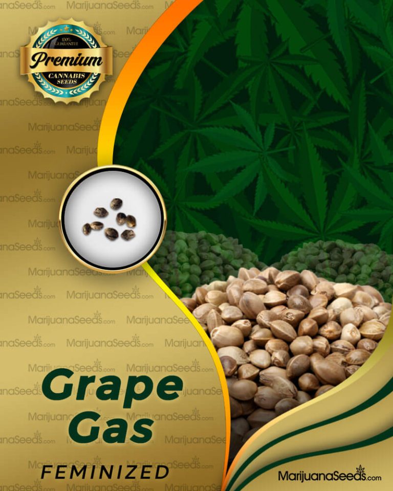 Grape Gas Strain Feminized Marijuana Seeds